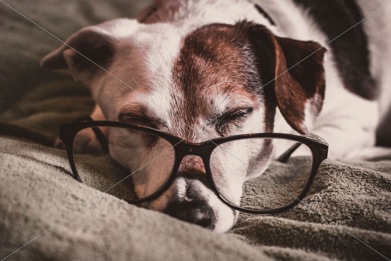 animal animal photography breed