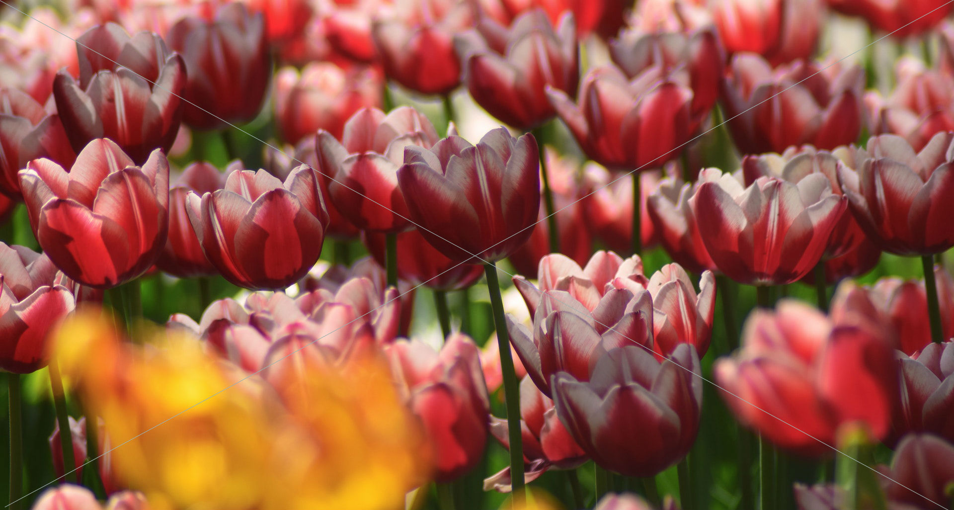 beautiful blooming blossom